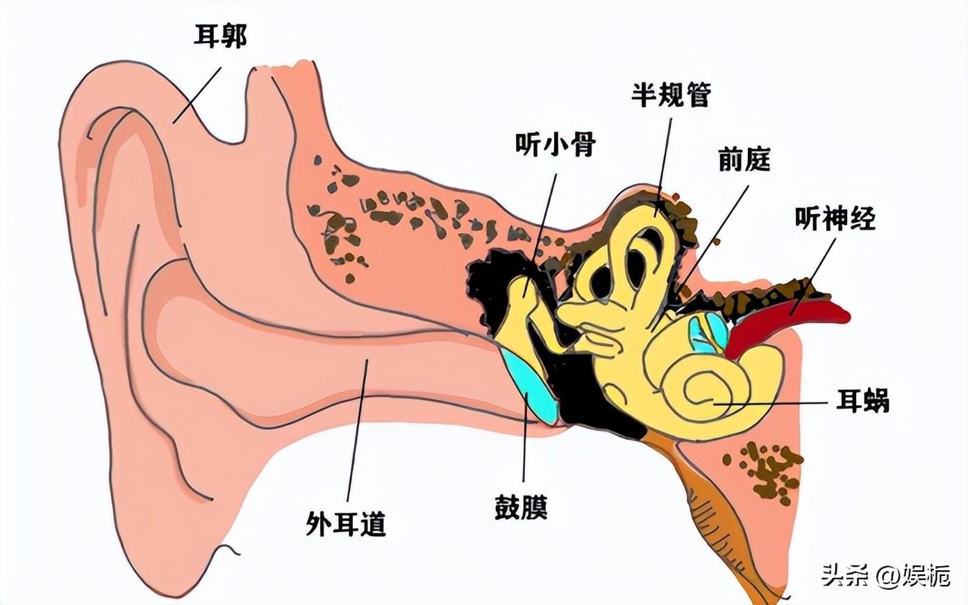 做人工耳蜗手术视频_人工耳蜗的手术咨询0爱耳时代_人工耳蜗的手术问0爱耳时代